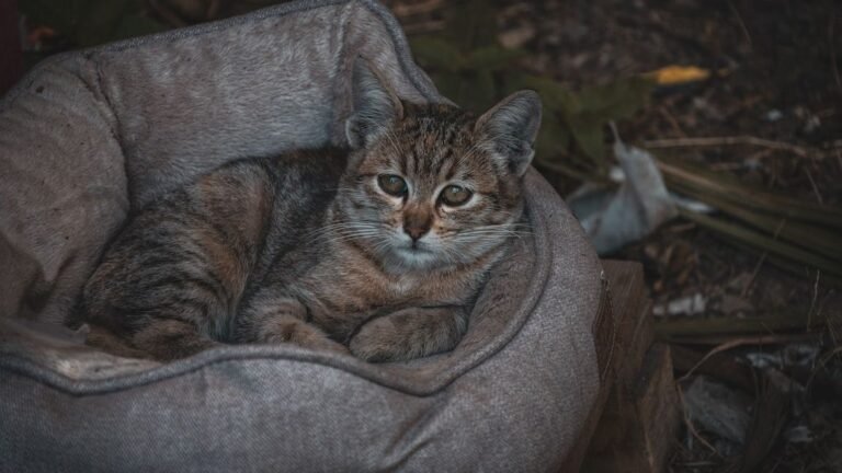 The Cozy Comforts Your Cat Craves: Beyond Just a Warm Lap