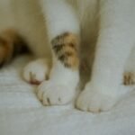 Why Does Your Cat 'Make Biscuits'? The Kneading Mystery Solved