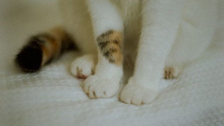 Why Does Your Cat 'Make Biscuits'? The Kneading Mystery Solved