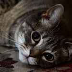 Cats Are Not Just Independent; They're Masters of 'Strategic Solitude'