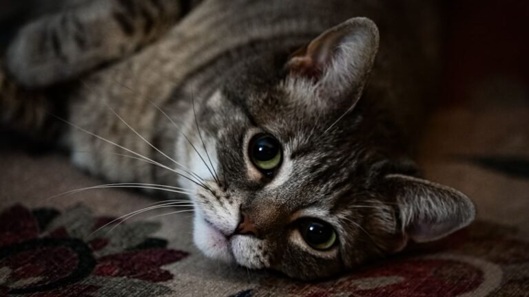 Cats Are Not Just Independent; They're Masters of 'Strategic Solitude'