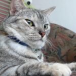 10 Signs Your Cat Is Secretly Judging Your Home Decor Choices