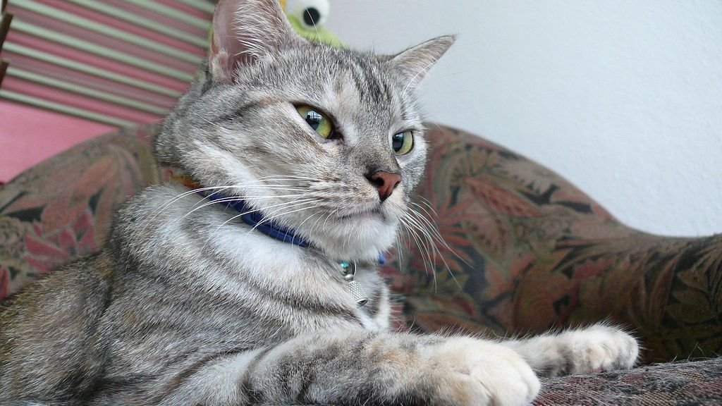 10 Signs Your Cat Is Secretly Judging Your Home Decor Choices