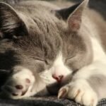 The Hidden World of Cat Dreams: What Felines Ponder While They Sleep