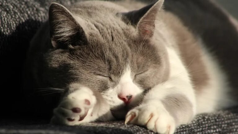 The Hidden World of Cat Dreams: What Felines Ponder While They Sleep