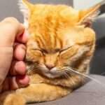 What If Your Cat's Purr Has Healing Powers for Humans?