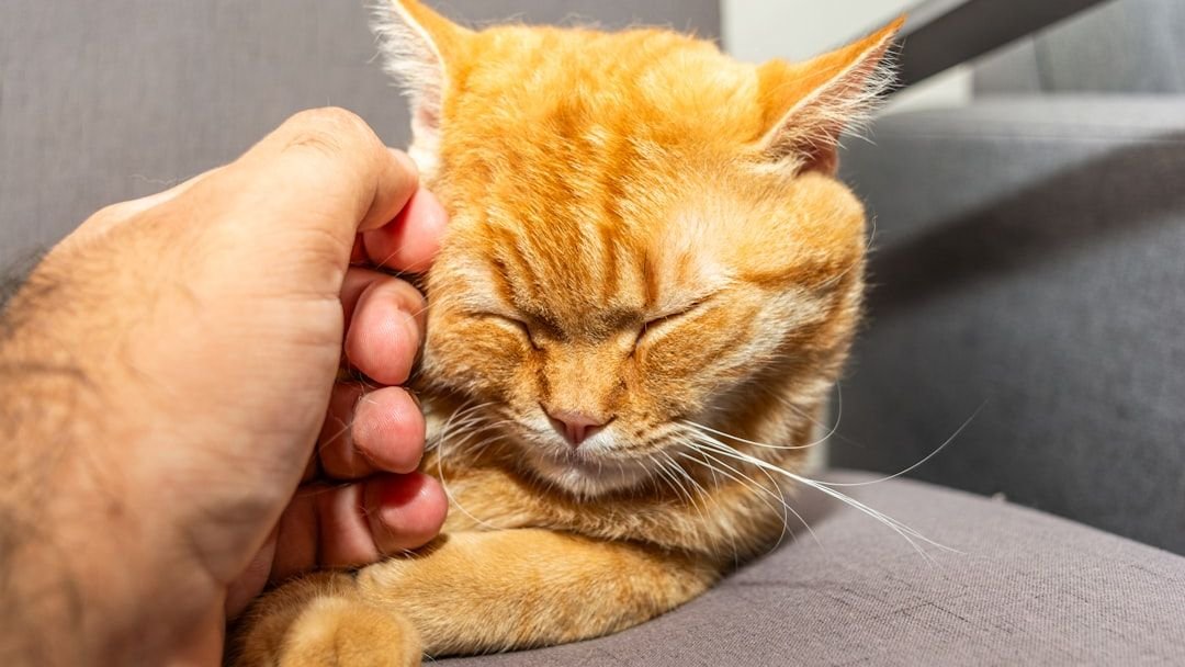 What If Your Cat's Purr Has Healing Powers for Humans?