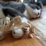 7 Everyday Objects That Are Secretly Your Cat's Favorite Playthings