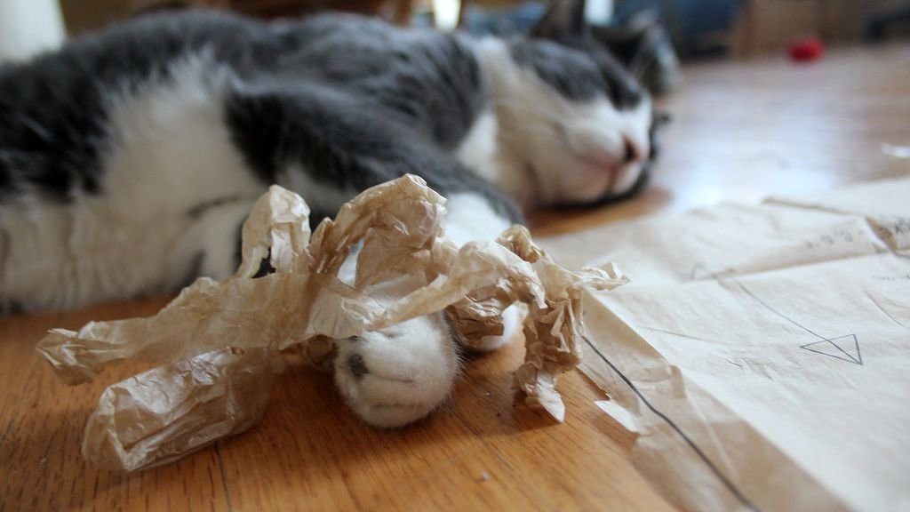 7 Everyday Objects That Are Secretly Your Cat's Favorite Playthings
