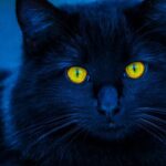 8 Reasons Why Your Cat Might Be a True 'Night Owl' (and Why It's Okay)
