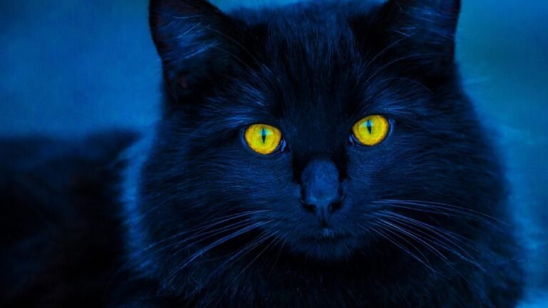 8 Reasons Why Your Cat Might Be a True 'Night Owl' (and Why It's Okay)