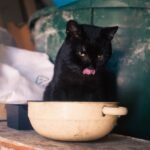 The Purr-fect Pantry: 9 Must-Have Items for Every Cat Owner's Kitchen