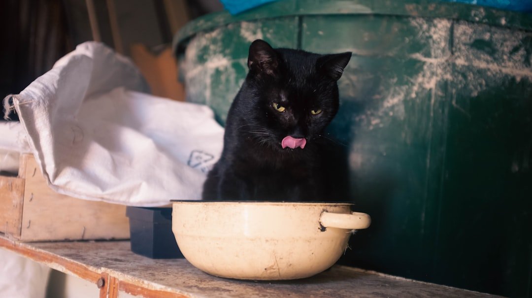 The Purr-fect Pantry: 9 Must-Have Items for Every Cat Owner's Kitchen
