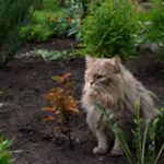8 Ways to Create a Cat-Friendly Garden Without Destroying Your Plants