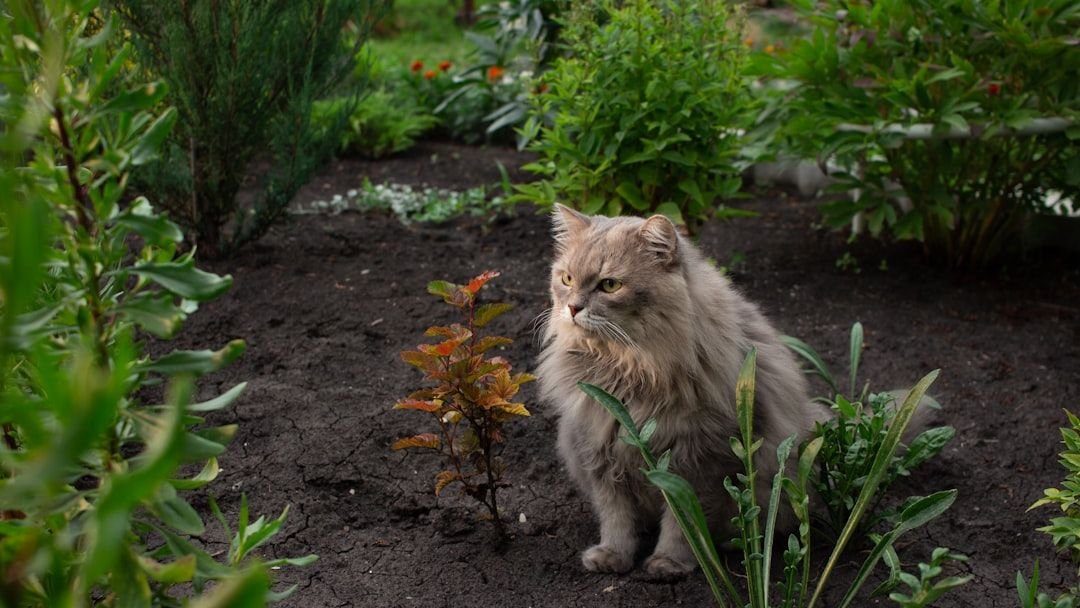 8 Ways to Create a Cat-Friendly Garden Without Destroying Your Plants