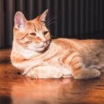 Your Cat's Favorite Sunbeam Spot Is More Than Just a Warm Place