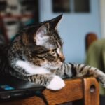 10 Things Your Cat Does When They're Secretly Plotting World Domination (of Your Heart)