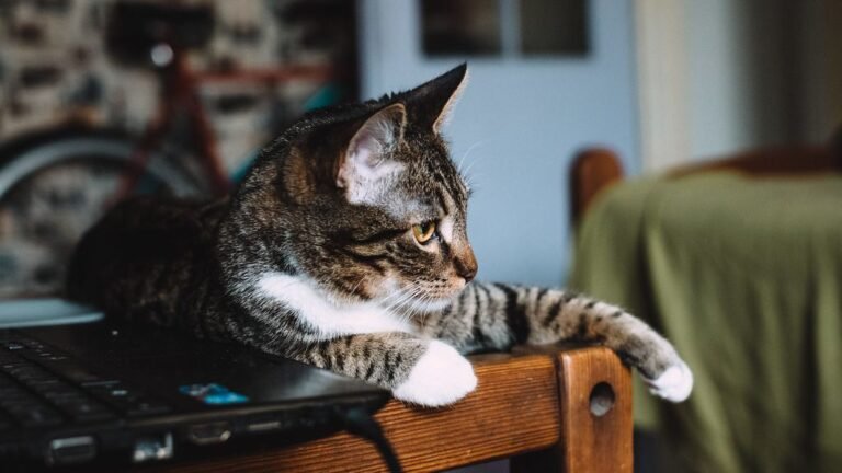 10 Things Your Cat Does When They're Secretly Plotting World Domination (of Your Heart)