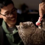 7 Ways to Tell if Your Cat Thinks You're Their Personal Entertainer