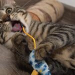 Cats Don't Just Play; They're Practicing the Ancient Art of the Hunt