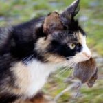 Why Does Your Cat Bring You 'Gifts'? It's Not Always What You Think