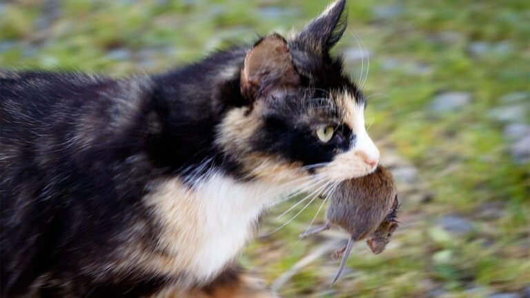 Why Does Your Cat Bring You 'Gifts'? It's Not Always What You Think