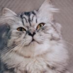 7 Ways Your Cat Secretly Manipulates You (and How to Spot Them)