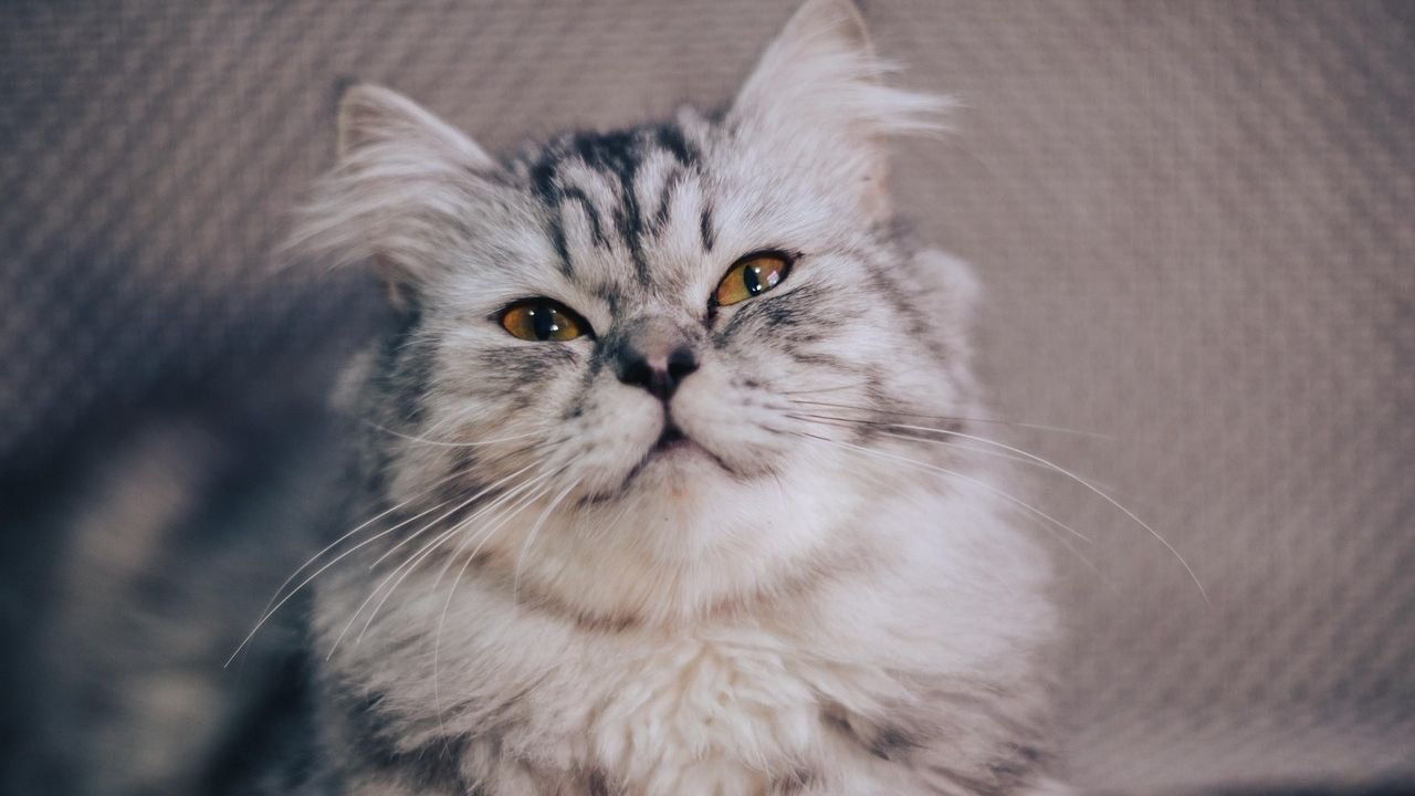 7 Ways Your Cat Secretly Manipulates You (and How to Spot Them)