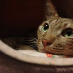 Understanding Your Cat's Final Chapter: A Guide