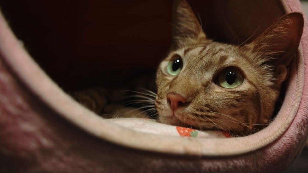 Understanding Your Cat's Final Chapter: A Guide