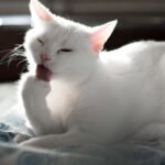 What Your Cat's Excessive Grooming Really Means
