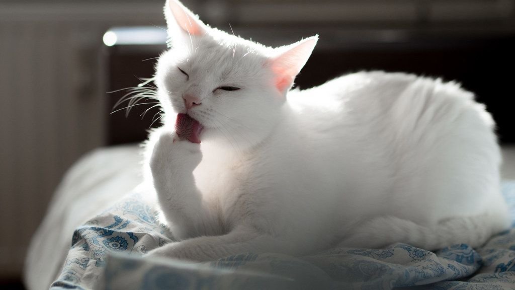 What Your Cat's Excessive Grooming Really Means