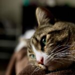 5 Times Your Cat's Purr Isn't a Good Sign (and What to Do)