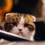 Is Your Cat Nearing the End? (Time to Say Goodbye)