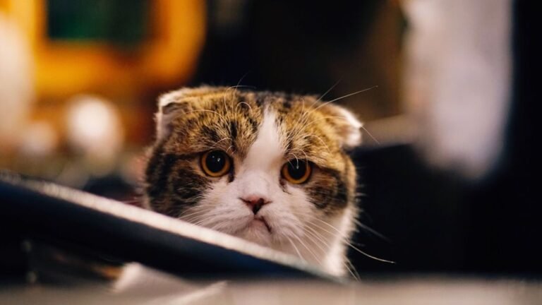 Is Your Cat Nearing the End? (Time to Say Goodbye)