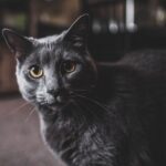 Beyond the Rainbow Bridge: Coping with Loss