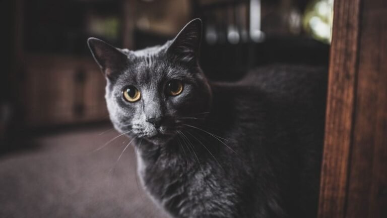 Beyond the Rainbow Bridge: Coping with Loss