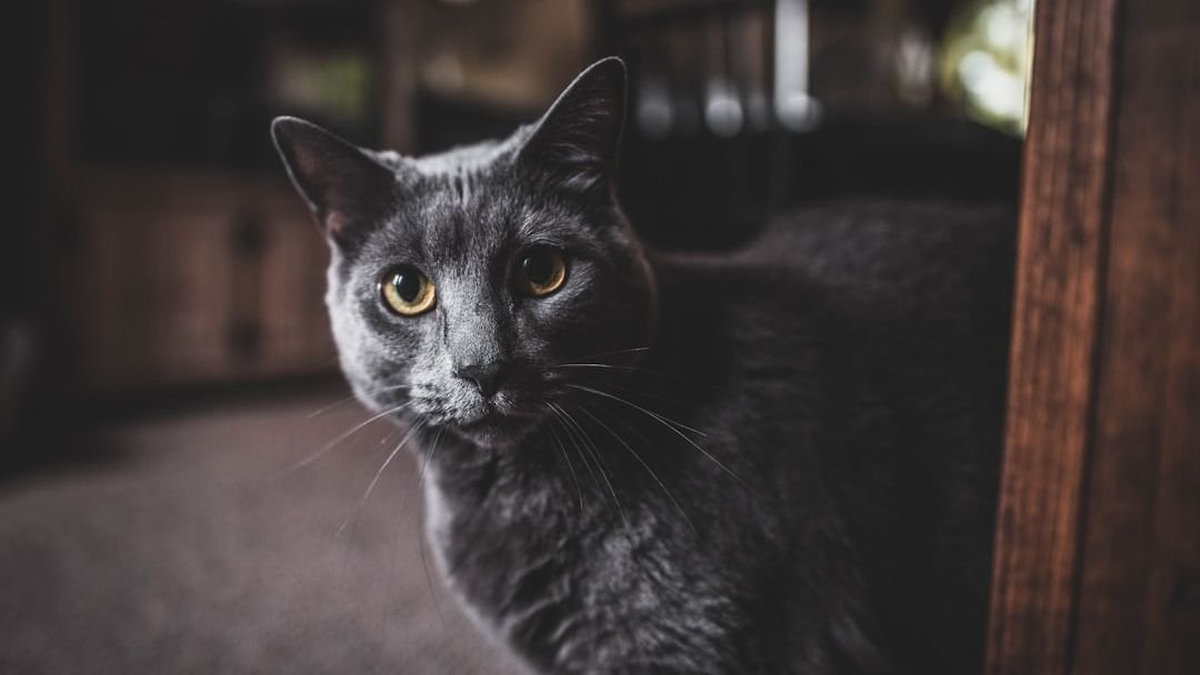 Beyond the Rainbow Bridge: Coping with Loss