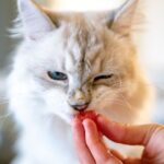 The Gentle Art of Caring for Your Senior Cat
