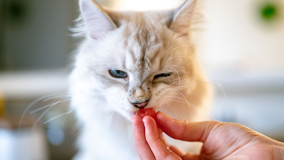 The Gentle Art of Caring for Your Senior Cat