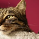 Why Your Cat Ignores You Sometimes (and It's Not Personal)