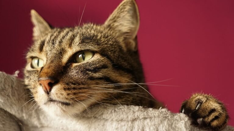 Why Your Cat Ignores You Sometimes (and It's Not Personal)