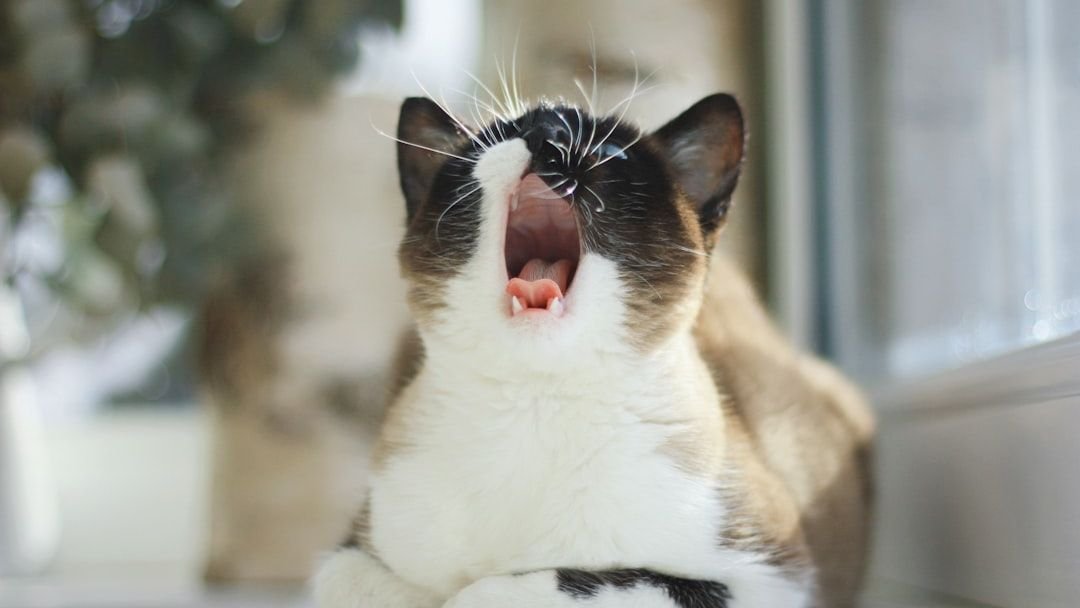 Why Your Cat 'Talks' to Themselves (and What They're Saying)