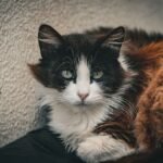 Is Your Senior Cat Trying to Tell You Something?