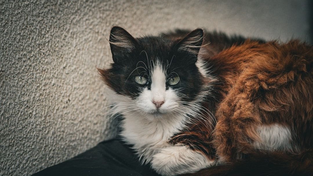 Is Your Senior Cat Trying to Tell You Something?