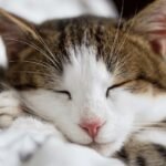 Your Cat's Favorite Napping Spot: More Than Just a Cozy Corner