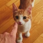 7 Ways Your Cat Secretly Asks for More Playtime (Are You Listening?)