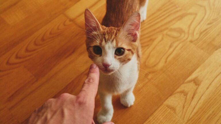7 Ways Your Cat Secretly Asks for More Playtime (Are You Listening?)