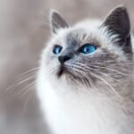 What If Your Cat's Chirps and Trills Are Their Secret Language to You?