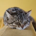 Cats Don't Just Nap; They're Mastering the Art of Advanced Relaxation